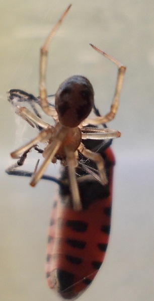 Steatoda e Zigiella